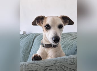 Sanfte Whippet-Mischlingshündin Yuki wartet in Portugal auf unserem Tierschutzhof!