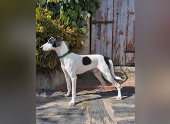 Neugieriger Junghund Figo wartet auf unserem Tierschutzhof in Portugal!