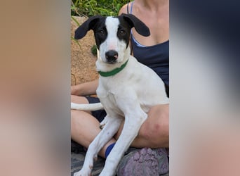 Neugieriger Junghund Figo wartet auf unserem Tierschutzhof in Portugal!