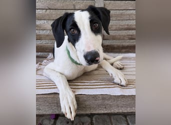 Neugieriger Junghund Figo wartet auf unserem Tierschutzhof in Portugal!