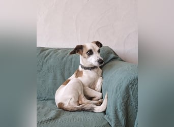 Sanfte Whippet-Mischlingshündin Yuki wartet in Portugal auf unserem Tierschutzhof!