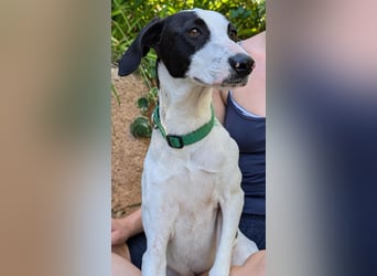 Neugieriger Junghund Figo wartet auf unserem Tierschutzhof in Portugal!