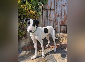 Neugieriger Junghund Figo wartet auf unserem Tierschutzhof in Portugal!