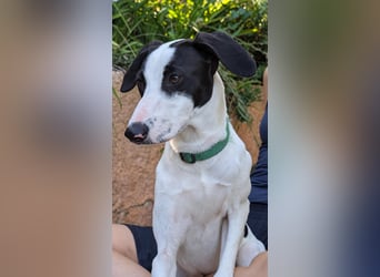Neugieriger Junghund Figo wartet auf unserem Tierschutzhof in Portugal!
