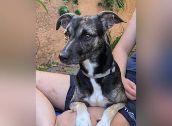 Zarter Junghund Neo wartet in Portugal auf unserem Tierschutzhof!