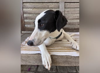 Neugieriger Junghund Figo wartet auf unserem Tierschutzhof in Portugal!