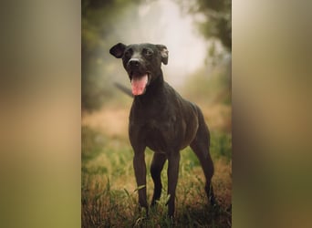 Pandora - bezaubernde Hündin die voller Energie & Tatendrang ist