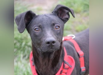 Pandora - bezaubernde Hündin die voller Energie & Tatendrang ist