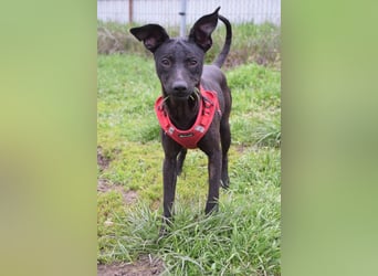 Pandora - bezaubernde Hündin die voller Energie & Tatendrang ist