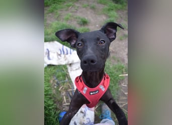 Pandora - bezaubernde Hündin die voller Energie & Tatendrang ist