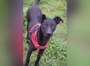 Pandora - bezaubernde Hündin die voller Energie & Tatendrang ist