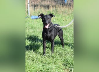 Pandora - bezaubernde Hündin die voller Energie & Tatendrang ist