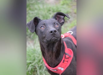 Pandora - bezaubernde Hündin die voller Energie & Tatendrang ist