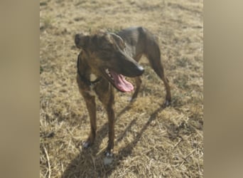 Whippet - ein fröhlicher Wirbelwind sucht sein großes Glück!
