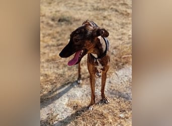 Whippet - ein fröhlicher Wirbelwind sucht sein großes Glück!