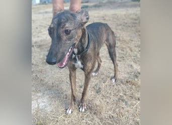 Whippet - ein fröhlicher Wirbelwind sucht sein großes Glück!