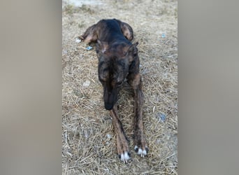 Whippet - ein fröhlicher Wirbelwind sucht sein großes Glück!