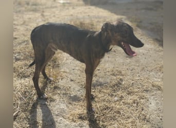 Whippet - ein fröhlicher Wirbelwind sucht sein großes Glück!