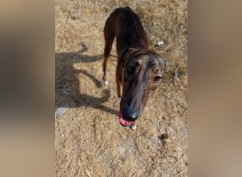 Whippet - ein fröhlicher Wirbelwind sucht sein großes Glück!