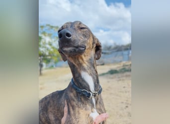 Whippet - ein fröhlicher Wirbelwind sucht sein großes Glück!
