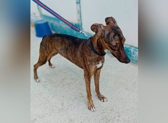 Whippet - ein fröhlicher Wirbelwind sucht sein großes Glück!