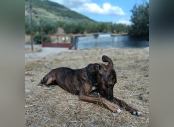 Whippet - ein fröhlicher Wirbelwind sucht sein großes Glück!