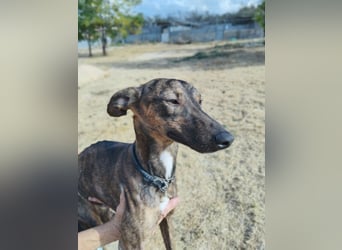 Whippet - ein fröhlicher Wirbelwind sucht sein großes Glück!