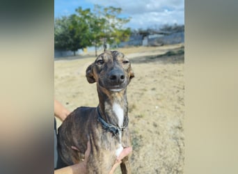 Whippet - ein fröhlicher Wirbelwind sucht sein großes Glück!