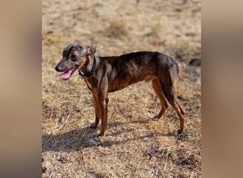 Whippet - ein fröhlicher Wirbelwind sucht sein großes Glück!