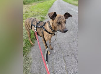 Cosmo, geb. 09/2023, 49 cm möchte entdeckt werden (Pflegestelle Deutschland)