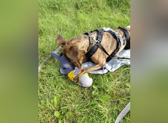 Cosmo, geb. 09/2023, 49 cm möchte entdeckt werden (Pflegestelle Deutschland)