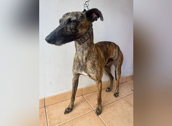 Zuckersüßer Whippet sucht dich!!!