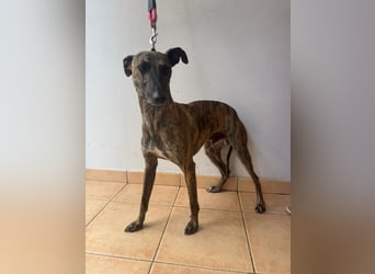 Zuckersüßer Whippet sucht dich!!!