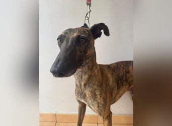 Zuckersüßer Whippet sucht dich!!!