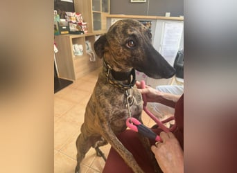 Zuckersüßer Whippet sucht dich!!!