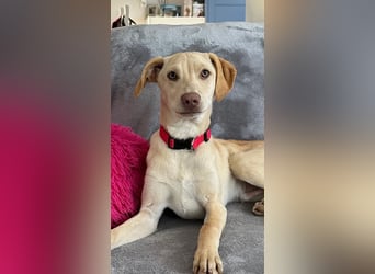 Wunderschöner Whippet ähnl. Jungrüde, 6Mon., gepflegt