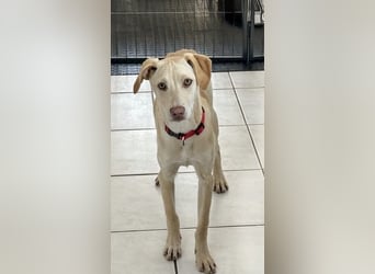 Wunderschöner Whippet ähnl. Jungrüde, 6Mon., gepflegt