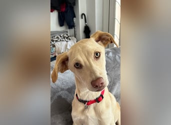 Wunderschöner Whippet ähnl. Jungrüde, 6Mon., gepflegt