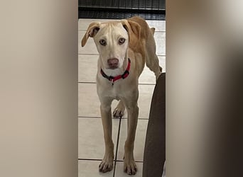 Wunderschöner Whippet ähnl. Jungrüde, 6Mon., gepflegt