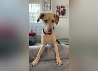 Wunderschöner Whippet ähnl. Jungrüde, 6Mon., gepflegt