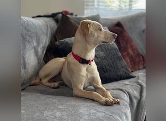 Wunderschöner Whippet ähnl. Jungrüde, 6Mon., gepflegt