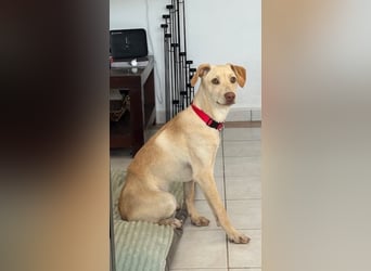 Wunderschöner Whippet ähnl. Jungrüde, 6Mon., gepflegt