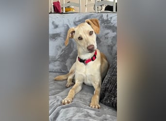 Wunderschöner Whippet ähnl. Jungrüde, 6Mon., gepflegt