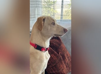 Wunderschöner Whippet ähnl. Jungrüde, 6Mon., gepflegt