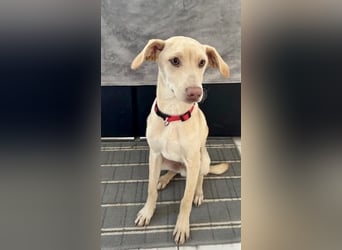 Wunderschöner Whippet ähnl. Jungrüde, 6Mon., gepflegt