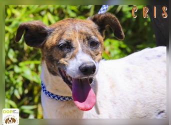 ♦️ CRIS - über  1  Jahr im Tierheim in Portugal  ♦️ Das ist lang genug !