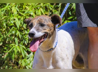 ♦️ CRIS - über  1  Jahr im Tierheim in Portugal  ♦️ Das ist lang genug !