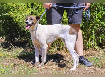 ♦️ CRIS - über  1  Jahr im Tierheim in Portugal  ♦️ Das ist lang genug !
