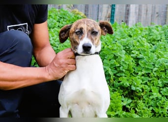 ♦️ CRIS - über  1  Jahr im Tierheim in Portugal  ♦️ Das ist lang genug !