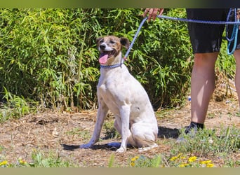 ♦️ CRIS - über  1  Jahr im Tierheim in Portugal  ♦️ Das ist lang genug !